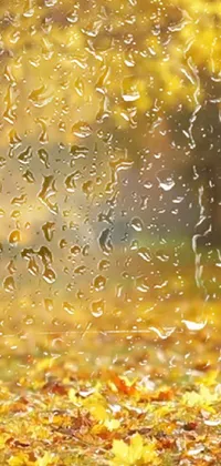 Liquid Water Amber Live Wallpaper
