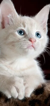 Cute Kitten  Live Wallpaper