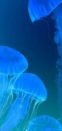 Water Blue Jellyfish Live Wallpaper - free download