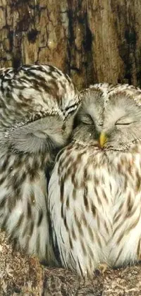 Bird Beak Owl Live Wallpaper