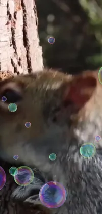 Organism Cat Felidae Live Wallpaper