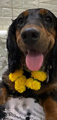 Dog Carnivore Dog Breed Live Wallpaper