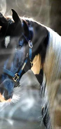 clw_1666749788044 Live Wallpaper