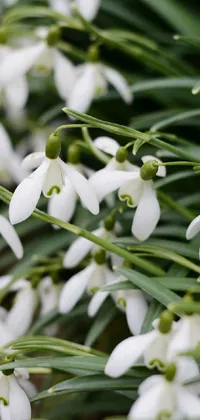 nice flowers Live Wallpaper