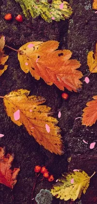 Brown Leaf Branch Live Wallpaper