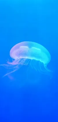 jellyfish Live Wallpaper