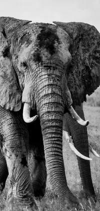 Elephant Plant Vertebrate Live Wallpaper