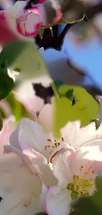 Flower Plant White Live Wallpaper - free download