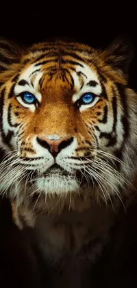 Siberian Tiger Tiger Felidae Live Wallpaper