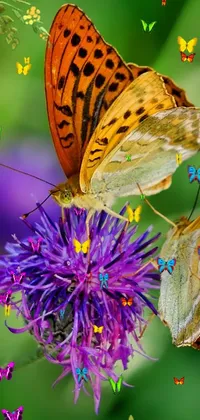 butterflies and flower  Live Wallpaper