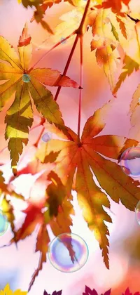 autumn colorful foliage  Live Wallpaper