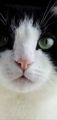 Hair Head Cat Live Wallpaper