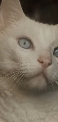 Head Cat Eye Live Wallpaper