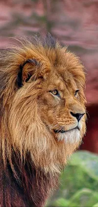 Felidae Lion Carnivore Live Wallpaper
