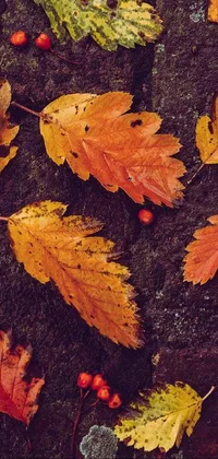 Brown Plant Leaf Live Wallpaper