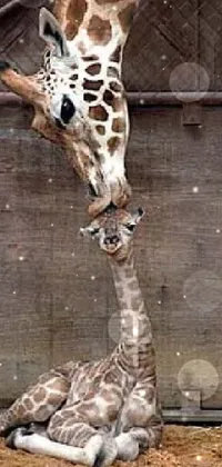 Giraffe Photograph Giraffidae Live Wallpaper