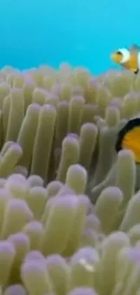 Natural Environment Anemone Fish Underwater Live Wallpaper
