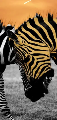 Zebra Mammal Carnivore Live Wallpaper