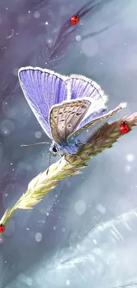 Pollinator Polyommatus Butterfly Live Wallpaper