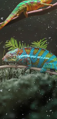 chameleons  Live Wallpaper