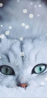 Eyelash Cat Christmas Ornament Live Wallpaper - download