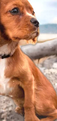 cute dog thinking Live Wallpaper