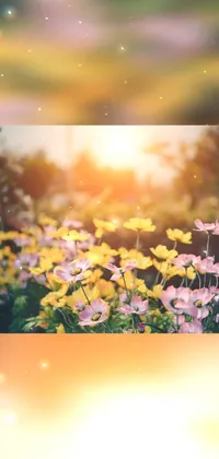 Flower Plant Petal Live Wallpaper