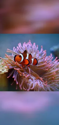 Marine Invertebrates Plant Petal Live Wallpaper
