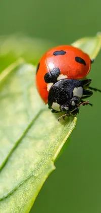 Insect Live Wallpaper