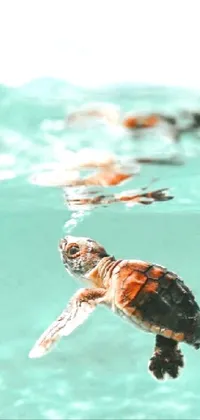 Turtle Live Wallpaper
