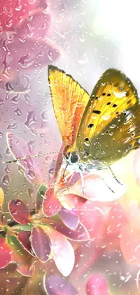 Insect Pollinator Arthropod Live Wallpaper