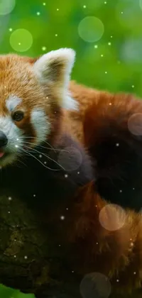 the red panda  Live Wallpaper