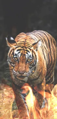 Bengal tiger Live Wallpaper