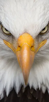 Bird Eye White Live Wallpaper