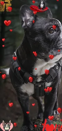 Dog Carnivore Collar Live Wallpaper