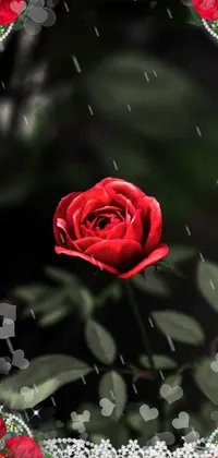 Red Rose  Live Wallpaper