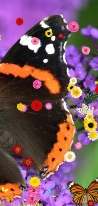 Butterfly on a flower Live Wallpaper