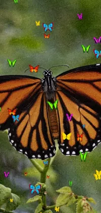 monarch butterfly  Live Wallpaper