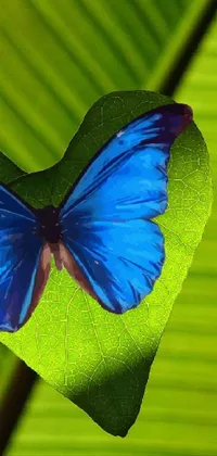 Blue Butterfly Wallpaper 75 pictures