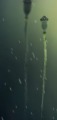 Water Liquid Twig Live Wallpaper