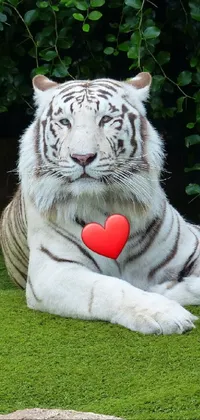 Plant Eye Siberian Tiger Live Wallpaper