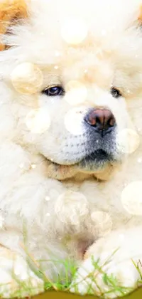 Dog Eye White Live Wallpaper