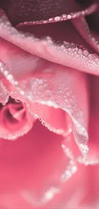 pink rose Live Wallpaper - free download