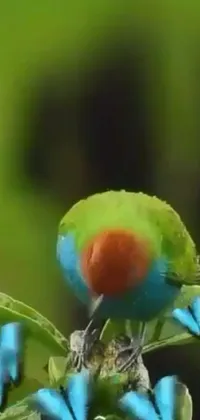 Food Parrot Beak Live Wallpaper