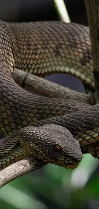 Eye Snake Plant Live Wallpaper