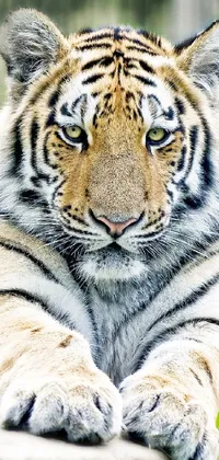 Eye Siberian Tiger Bengal Tiger Live Wallpaper