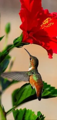 Flower Plant Bird Live Wallpaper