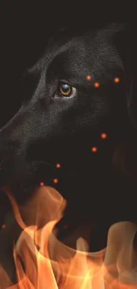 Lit dog (no like lit)  Live Wallpaper
