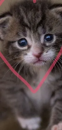 cute kitty  Live Wallpaper