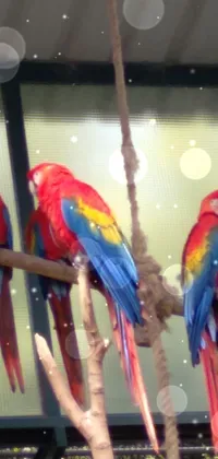 Bird Vertebrate Macaw Live Wallpaper
